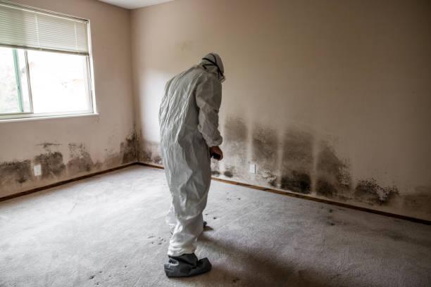 Best Attic Mold Remediation in Lakewood, SC